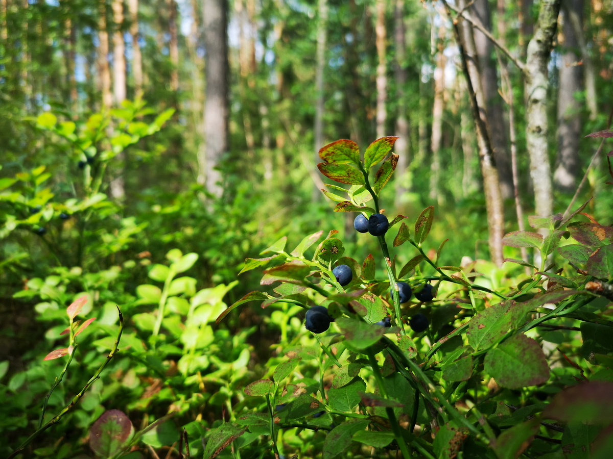 белорусский лес